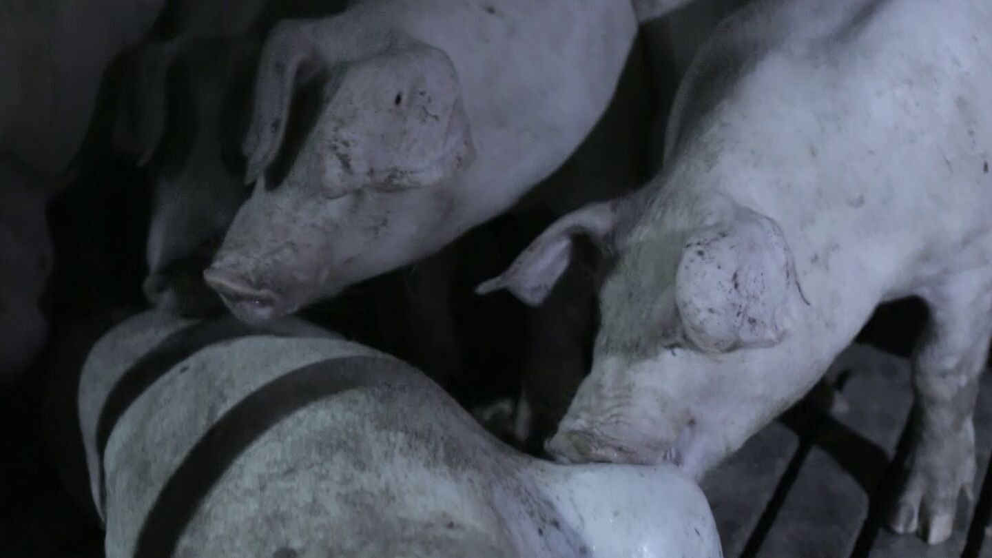Stranger Pigs en Salvados