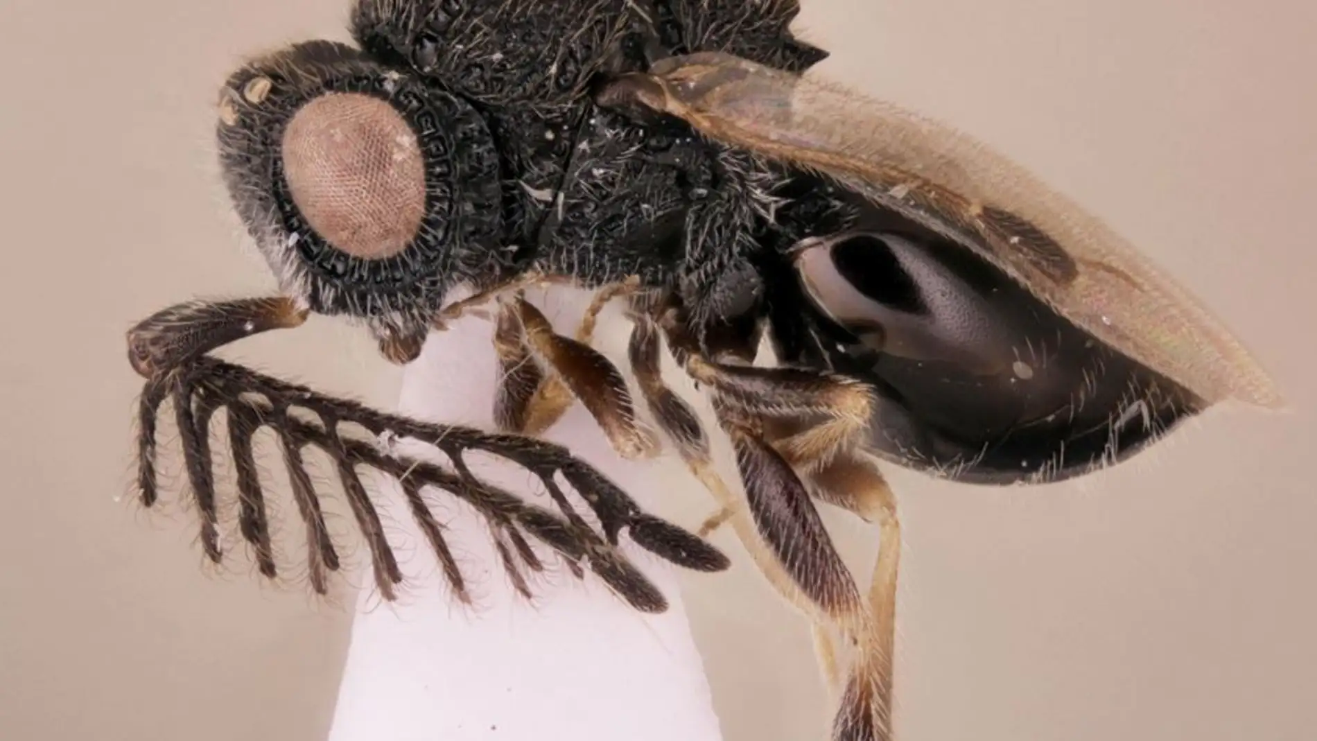Una avispa parasita sierra el cuerpo de su huesped para salir