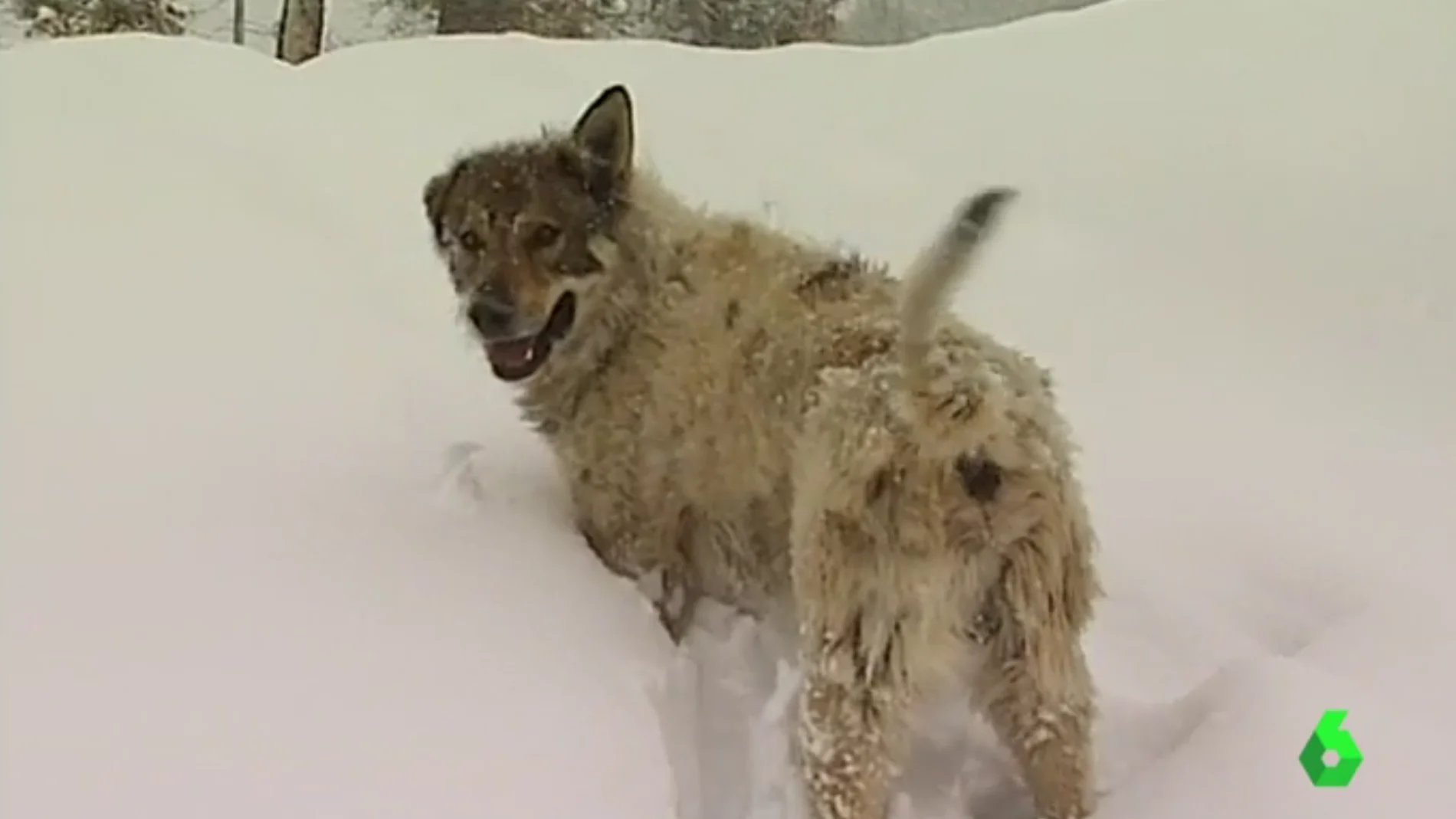 Un perro en la nieve