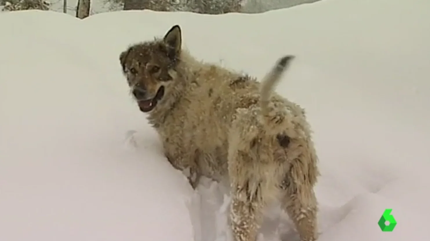 Un perro en la nieve