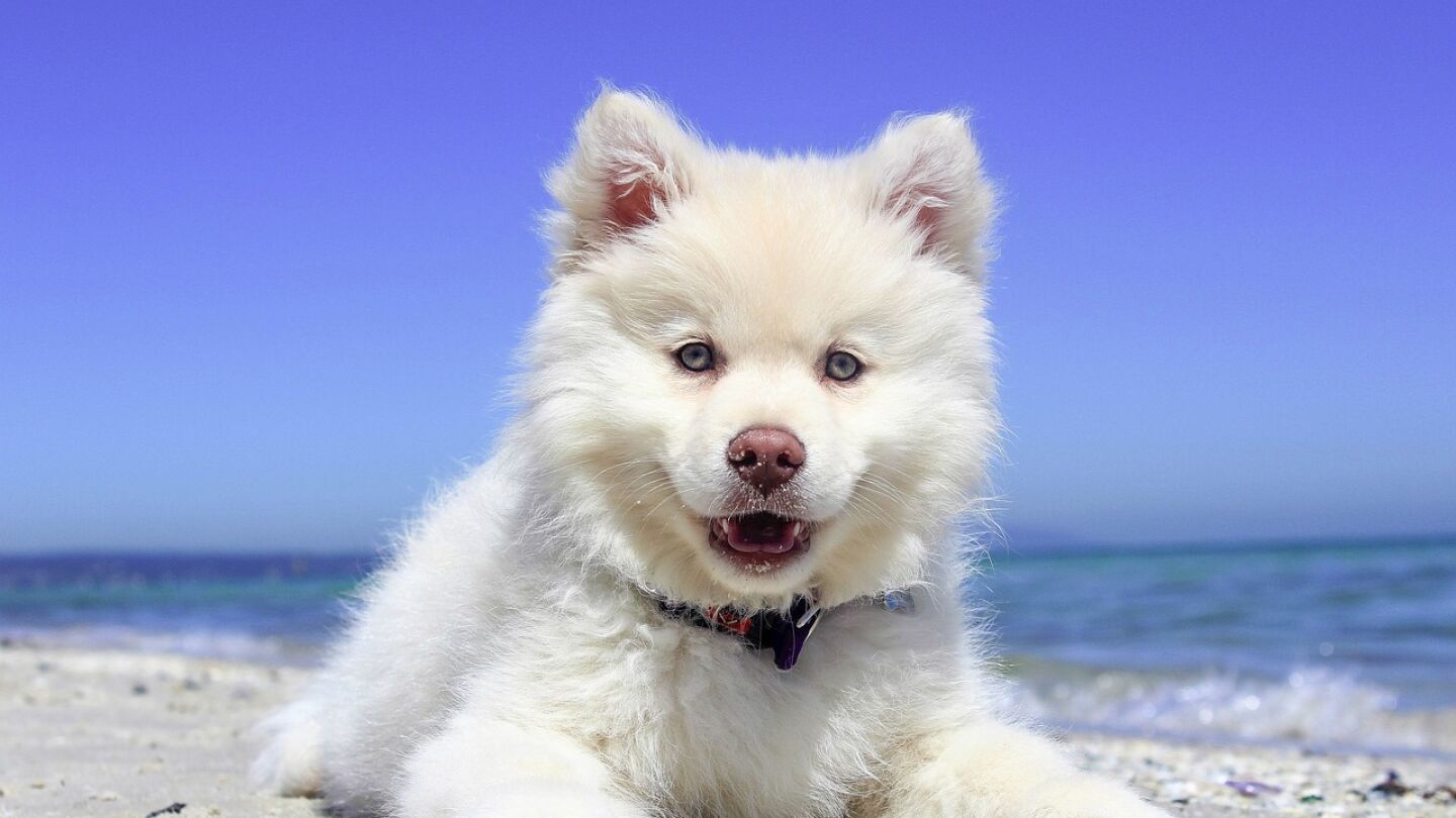 Foto de archivo de un perro