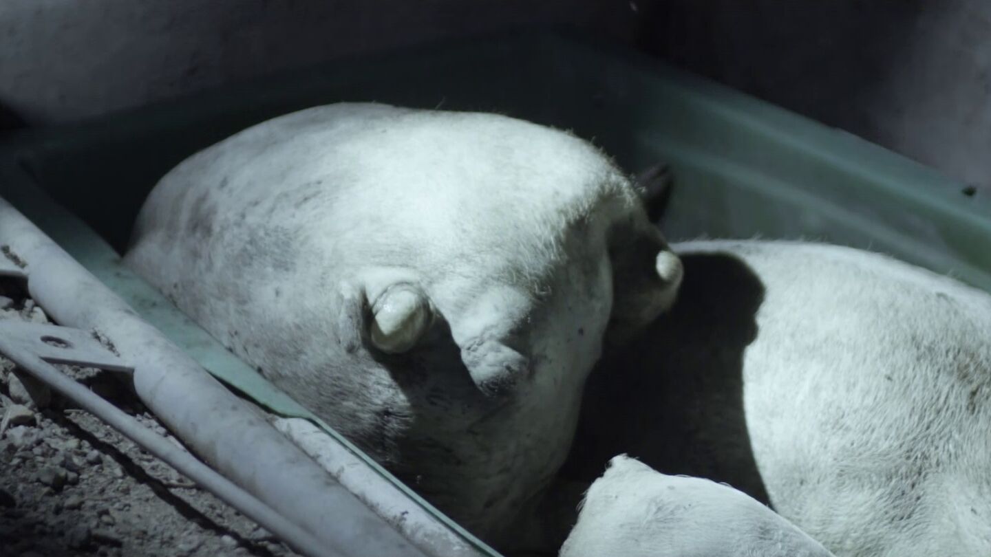 Stranger Pigs en Salvados