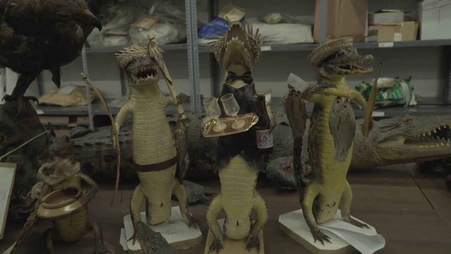 Cr&iacute;as de cocodrilo disecadas