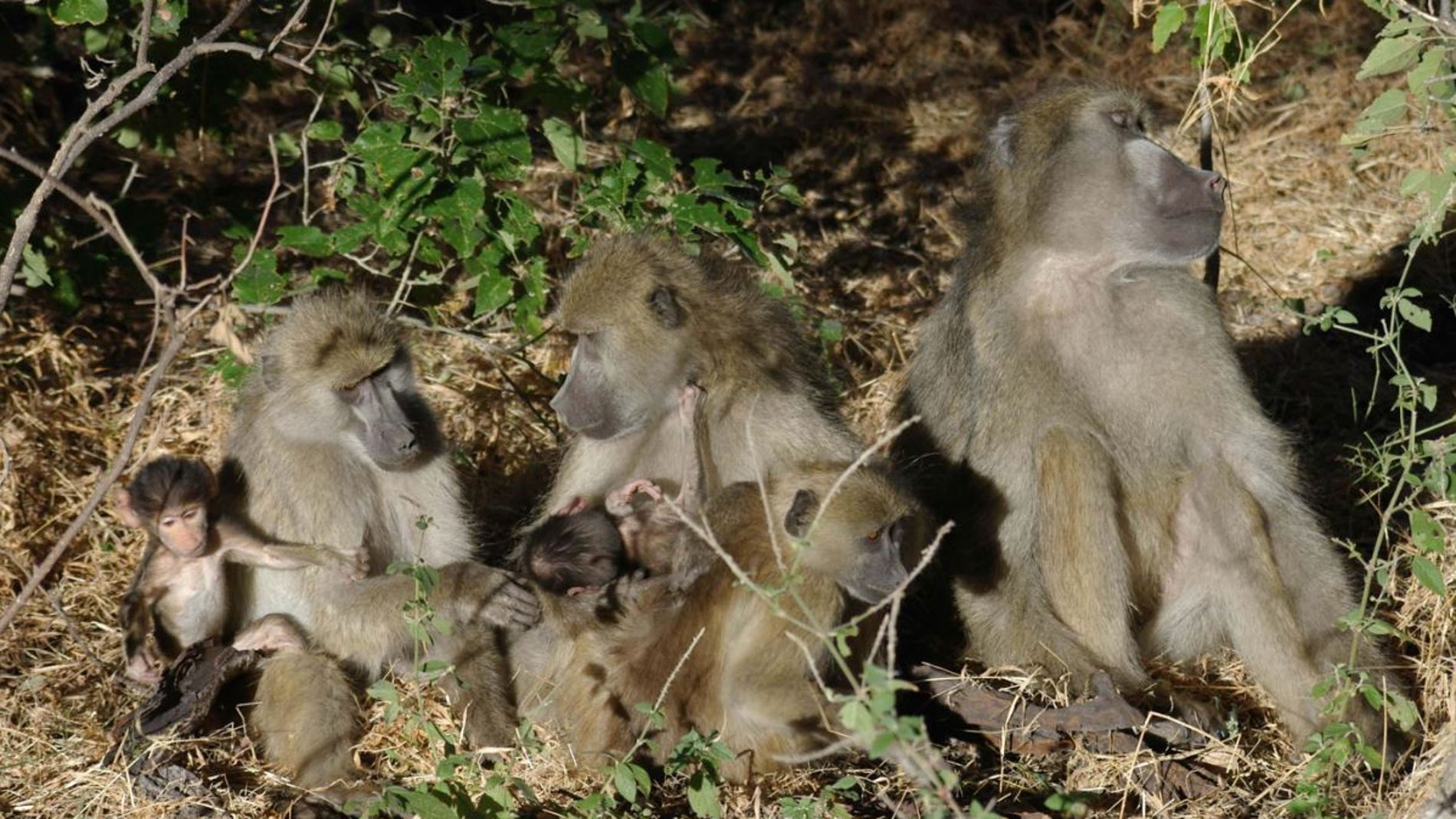 Las llamadas entre primates dependen del contexto y las relaciones sociales