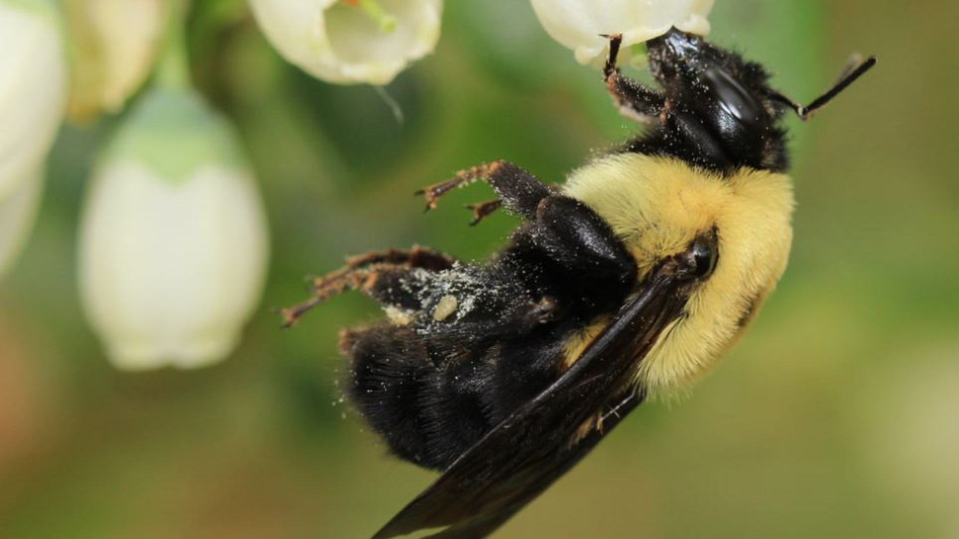 A mayor numero de especies de abejas mejor polinizacion