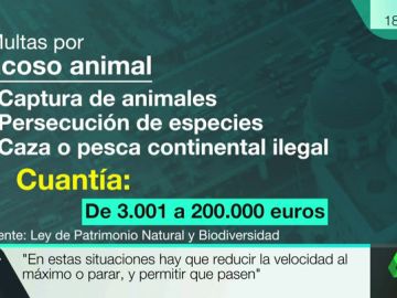 ANIMALES ANIMALES