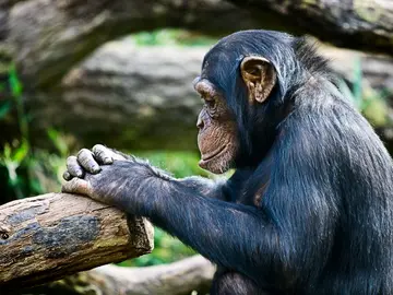 Animales que cuentan Animales que cuentan
