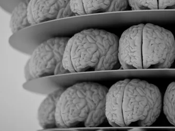 El cerebro podría ver mejorada su capacidad de recordar en hasta un 15 % El cerebro podría ver mejorada su capacidad de recordar en hasta un 15 %