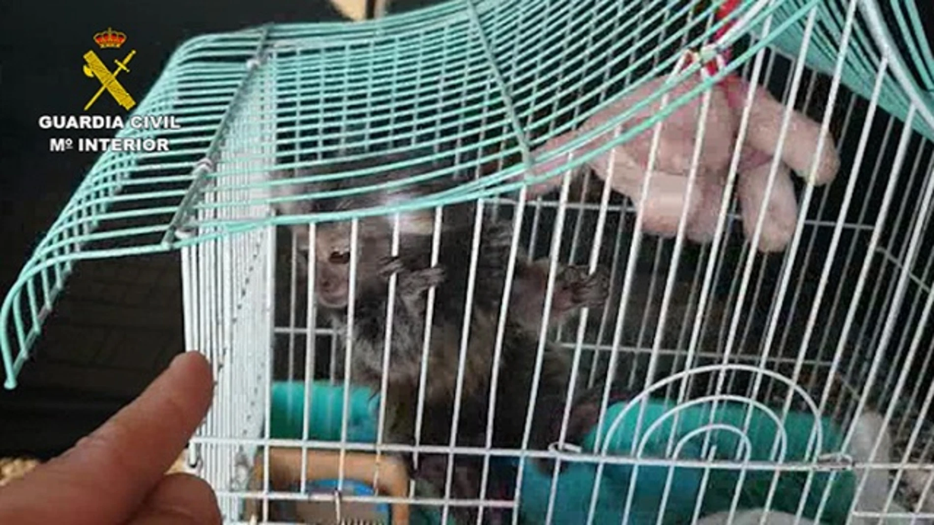 La Guardia Civil investiga a 11 personas por la venta ilegal de primates sin control sanitario