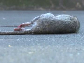Las ratas invaden París Las ratas invaden París