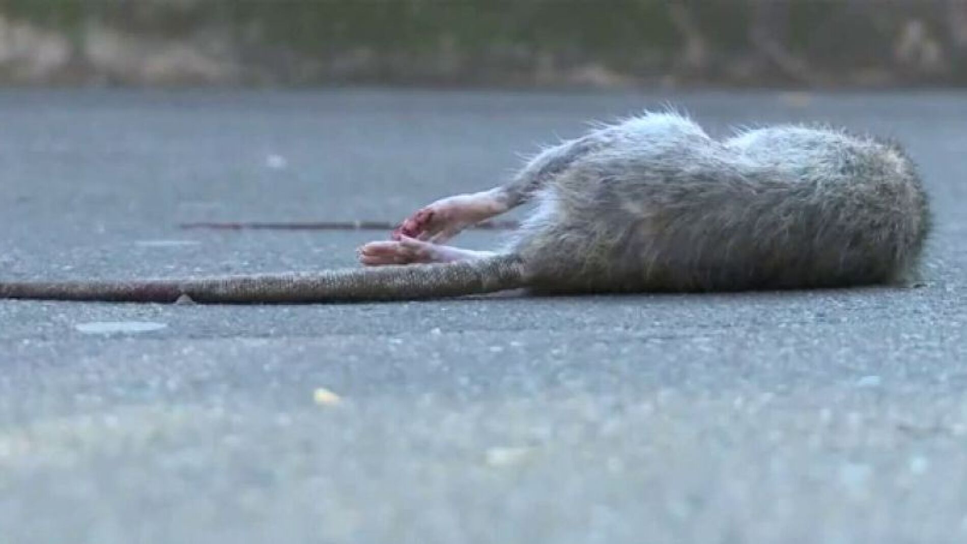 Las ratas invaden París