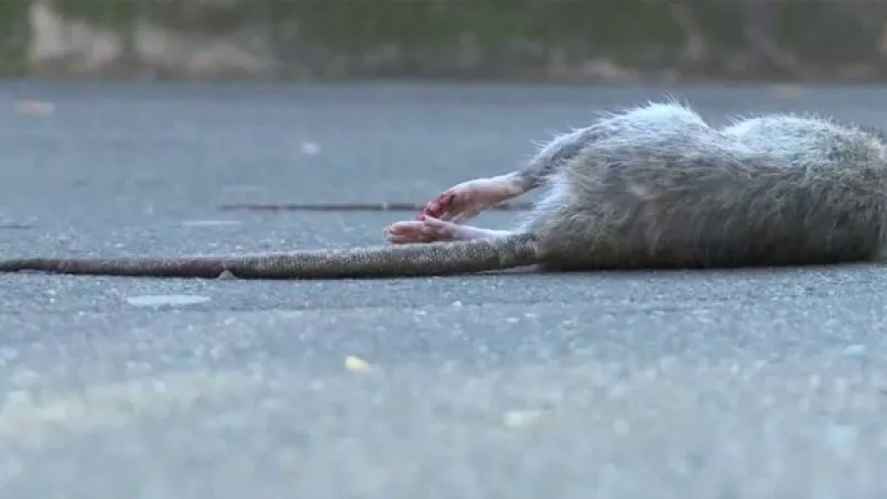 Las ratas invaden París