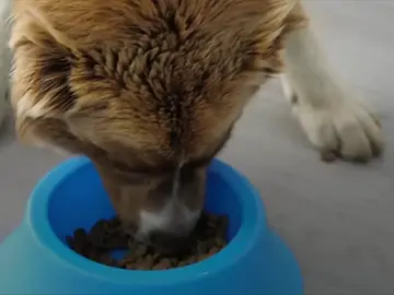 Retiran productos de comida para perros por contener una sustancia empleada en la eutanasia animal Retiran productos de comida para perros por contener una sustancia empleada en la eutanasia animal