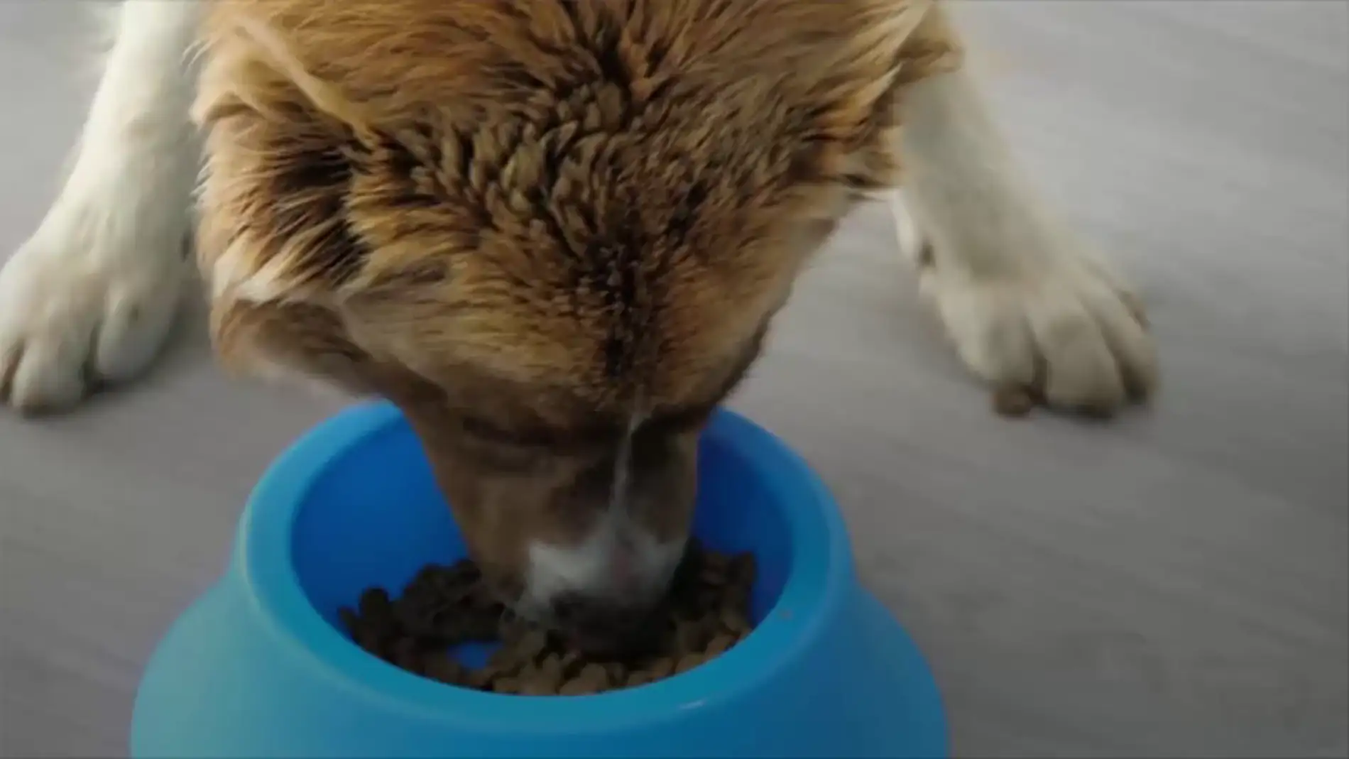 Retiran productos de comida para perros por contener una sustancia empleada en la eutanasia animal