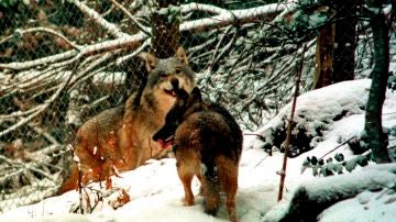 Francia autoriza matar 40 lobos para minimizar los ataques al ganado