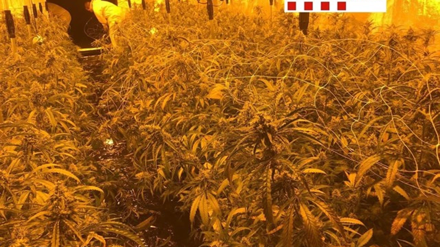Desmantelan una plantación de 900 plantas de marihuana en Barcelona Desmantelan una plantación de 900 plantas de marihuana en Barcelona