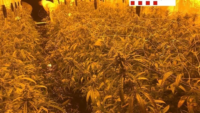 Desmantelan una plantación de 900 plantas de marihuana en Barcelona Desmantelan una plantación de 900 plantas de marihuana en Barcelona