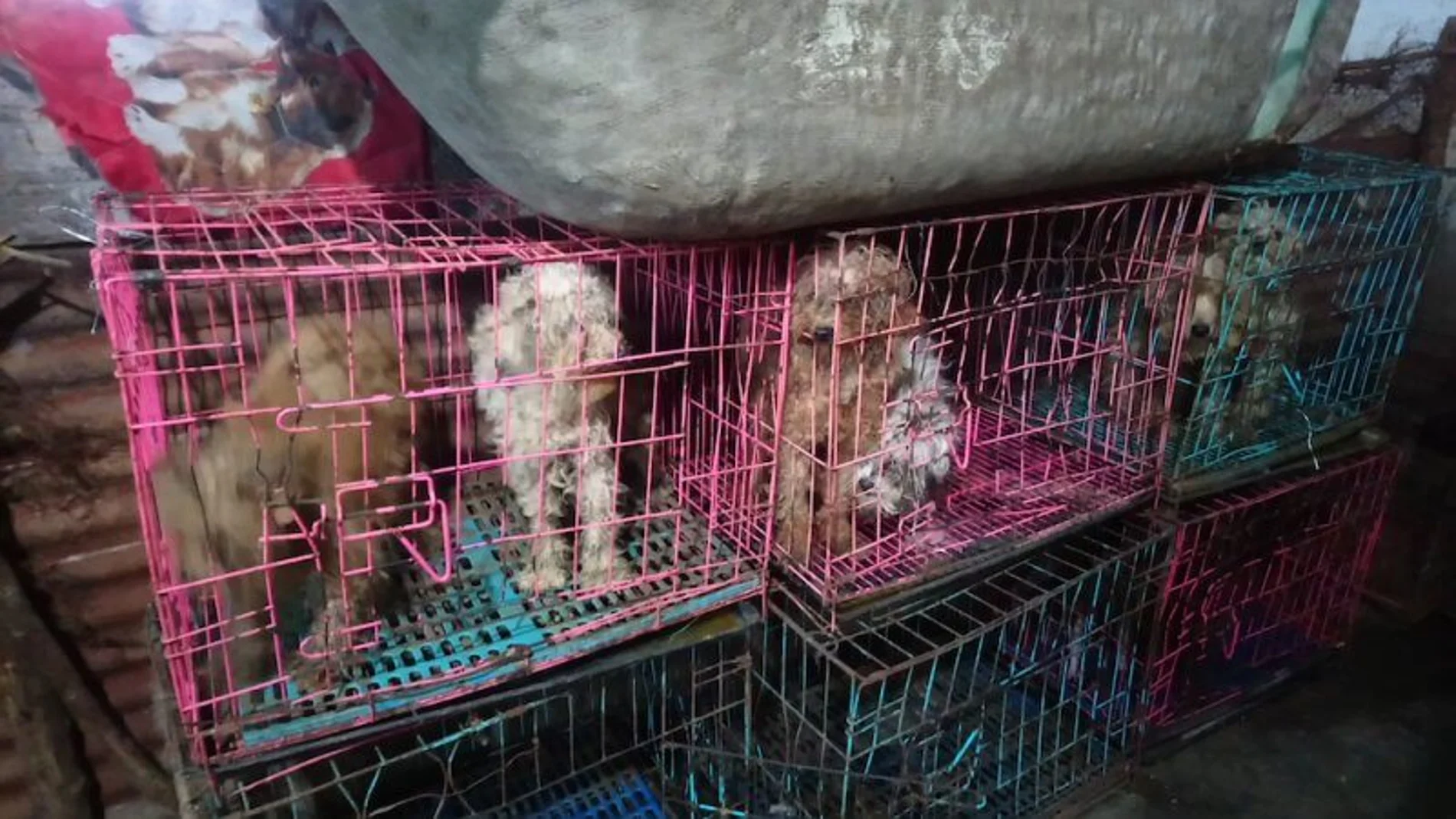 Perros confinados en jaulas en China