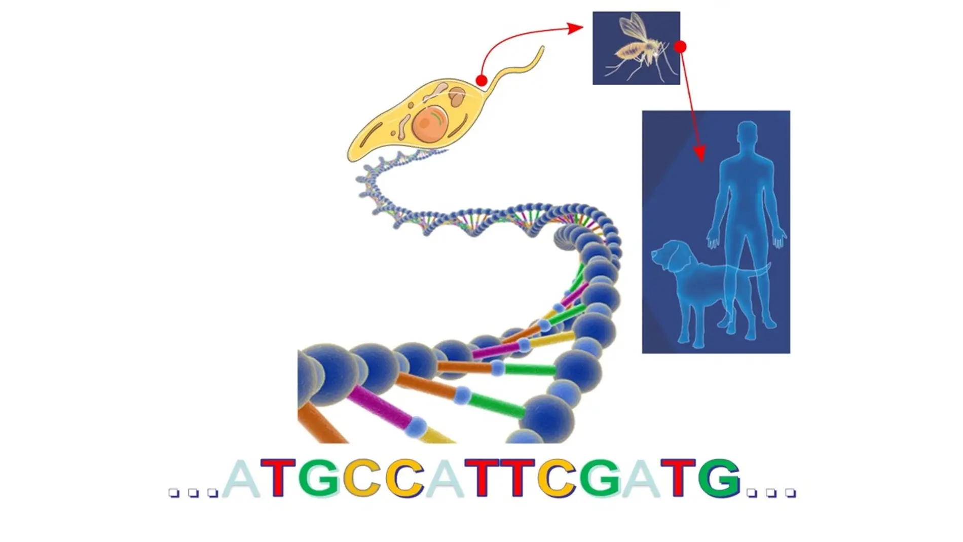 Completan el genoma del parasito que causa la forma mortal de leishmaniasis