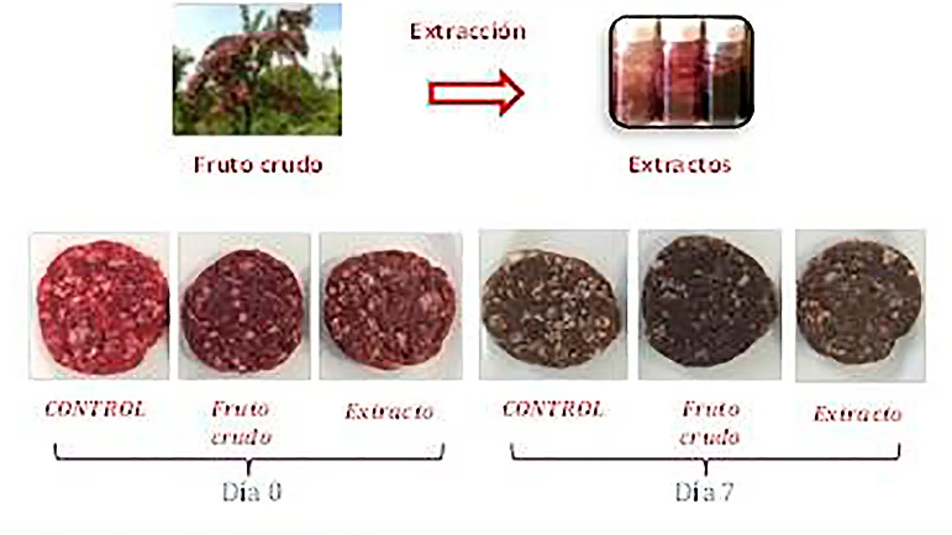 Diagrama con imágenes de la aplicación del fruto crudo del mortiño y sus extractos a hamburguesas. Se muestra la evolución del deterioro del color de las hamburguesas durante su almacenamiento refrigerado, del día cero al día siete.