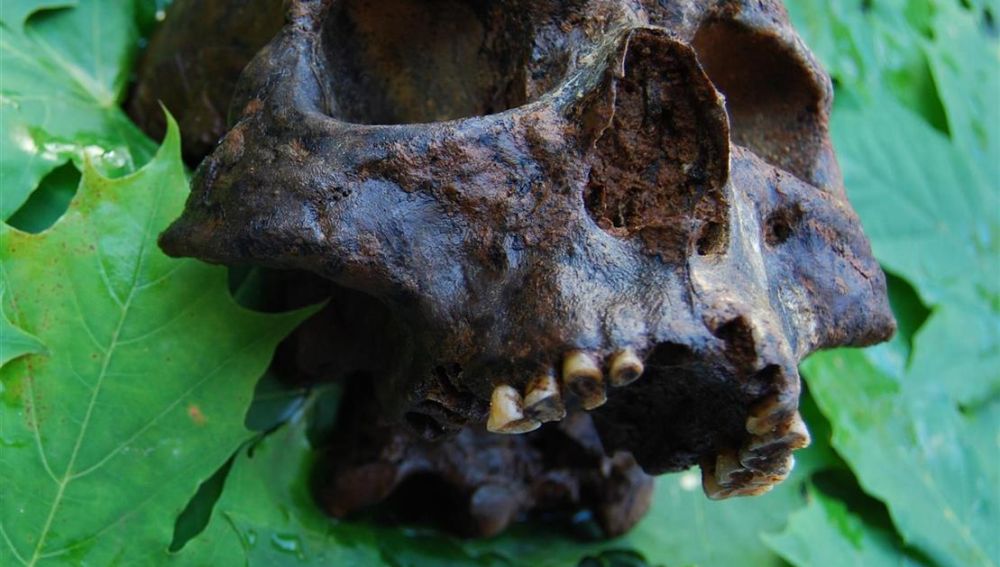 Uno de los cráneos de los restos humanos hallados en el cementerio submarino