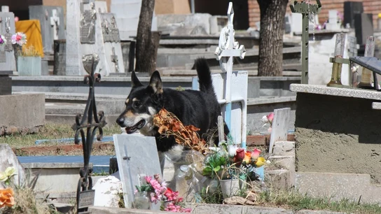 'Capitán' en una imagen de archivo en el cementerio en el que está su dueño enterrado 'Capitán' en una imagen de archivo en el cementerio en el que está su dueño enterrado