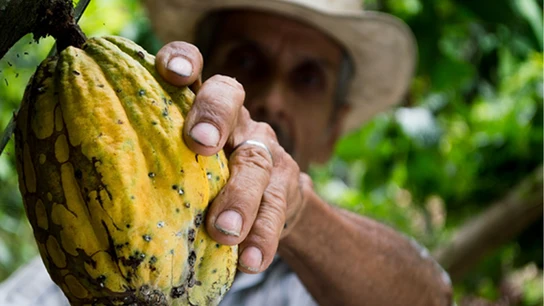 Hombre recolectando cacao Hombre recolectando cacao