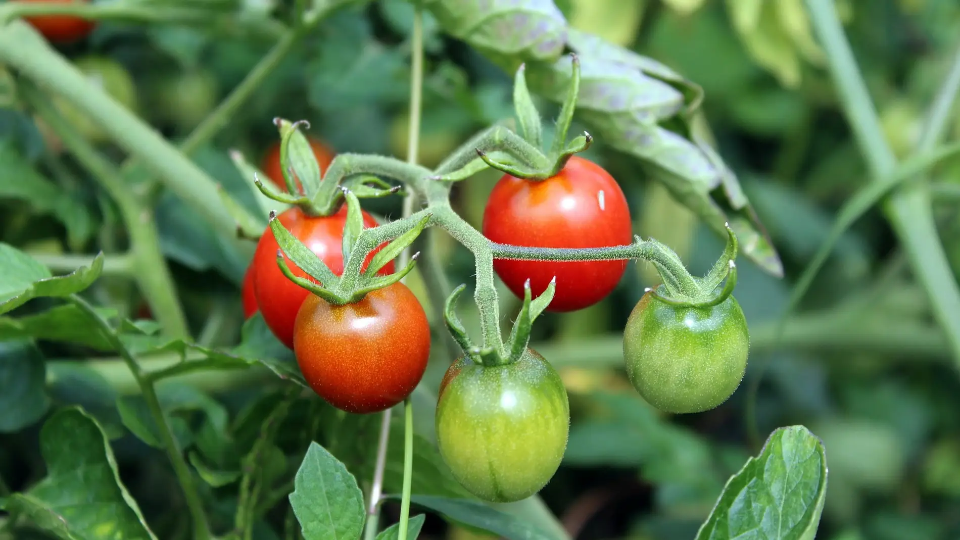 Tomates de calidad con menos agua de riego