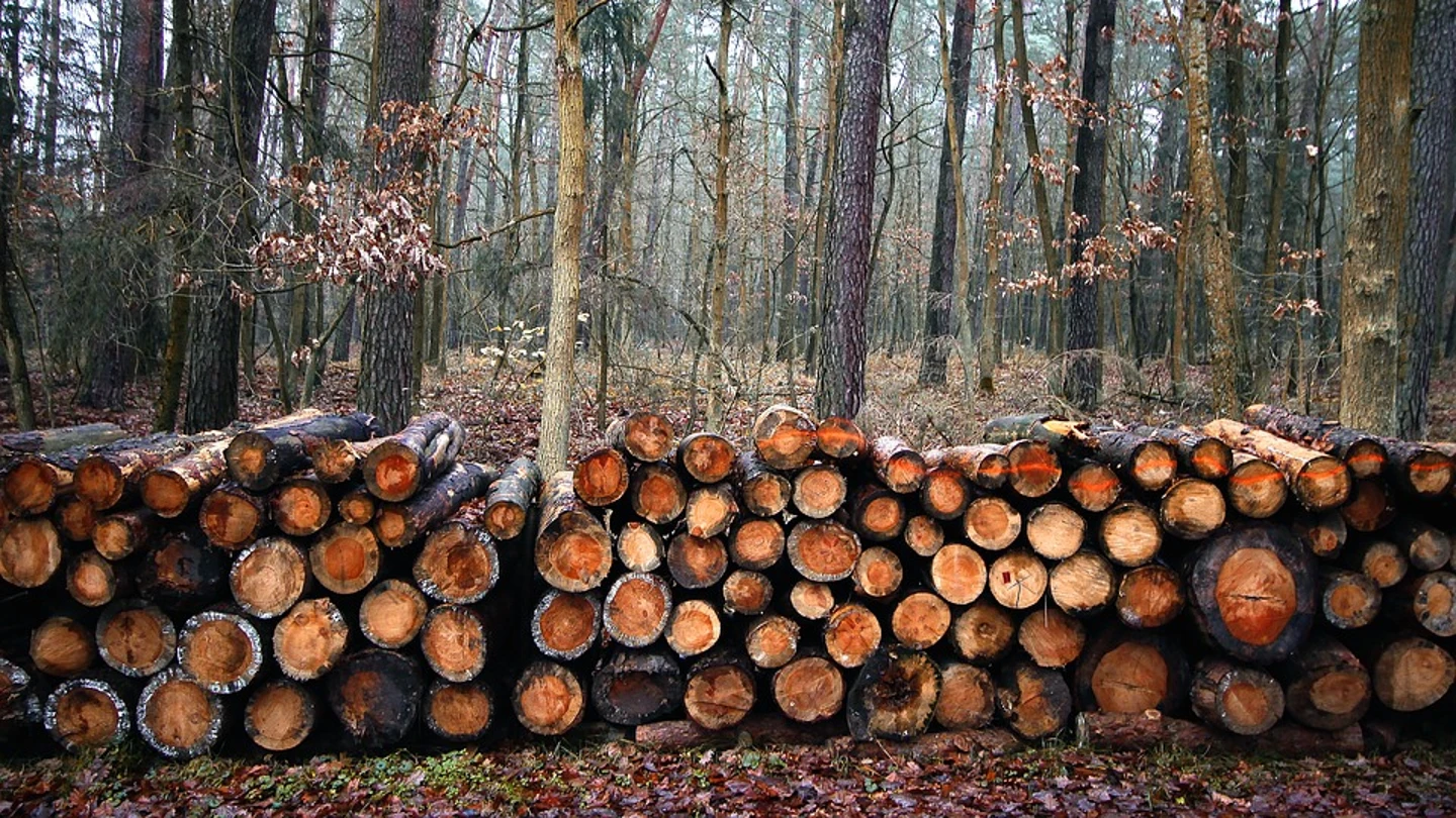 Tala de árboles Tala de árboles