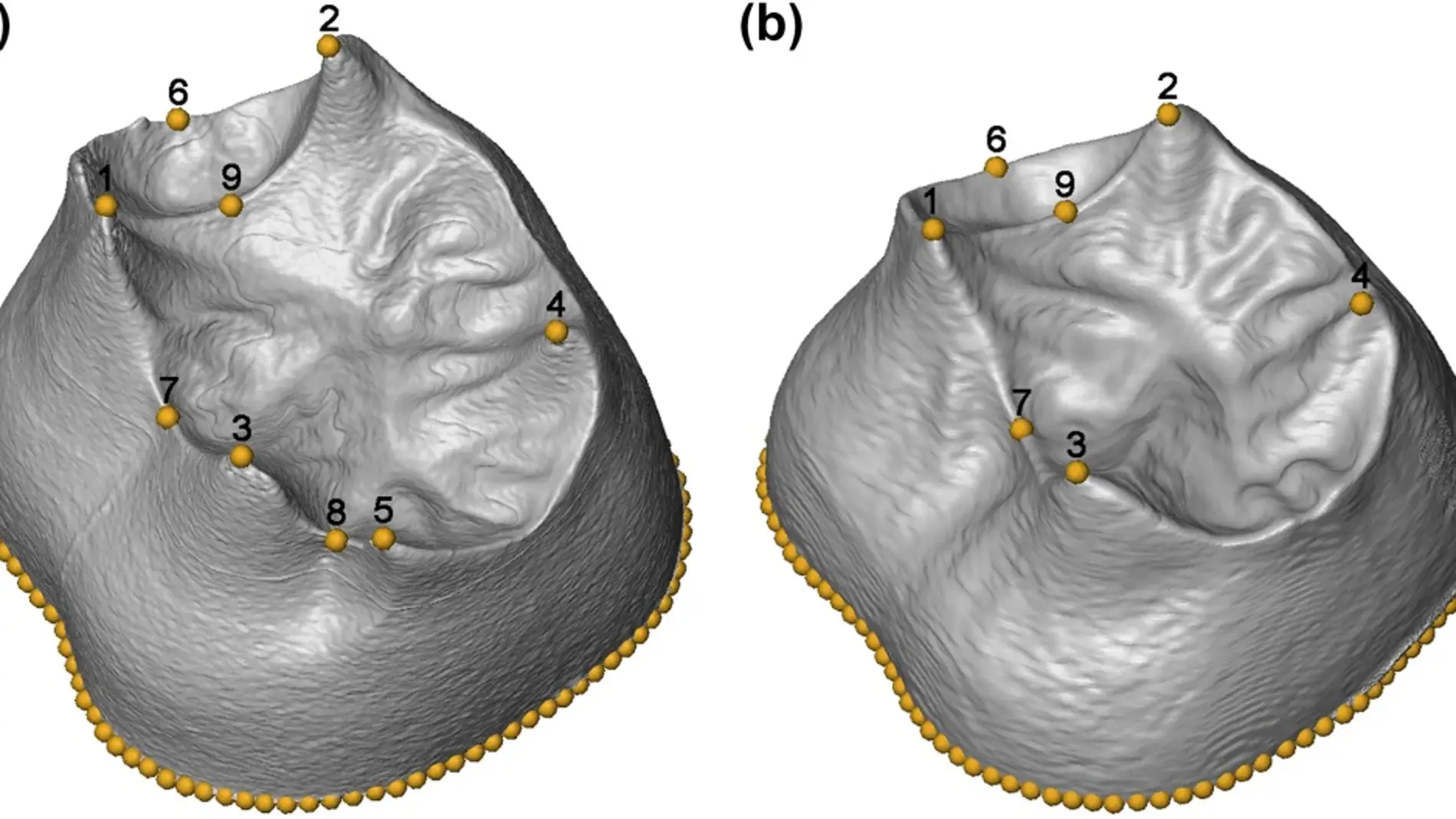 Primer estudio morfologico en 3D de los molares hallados en la Sima de los Huesos