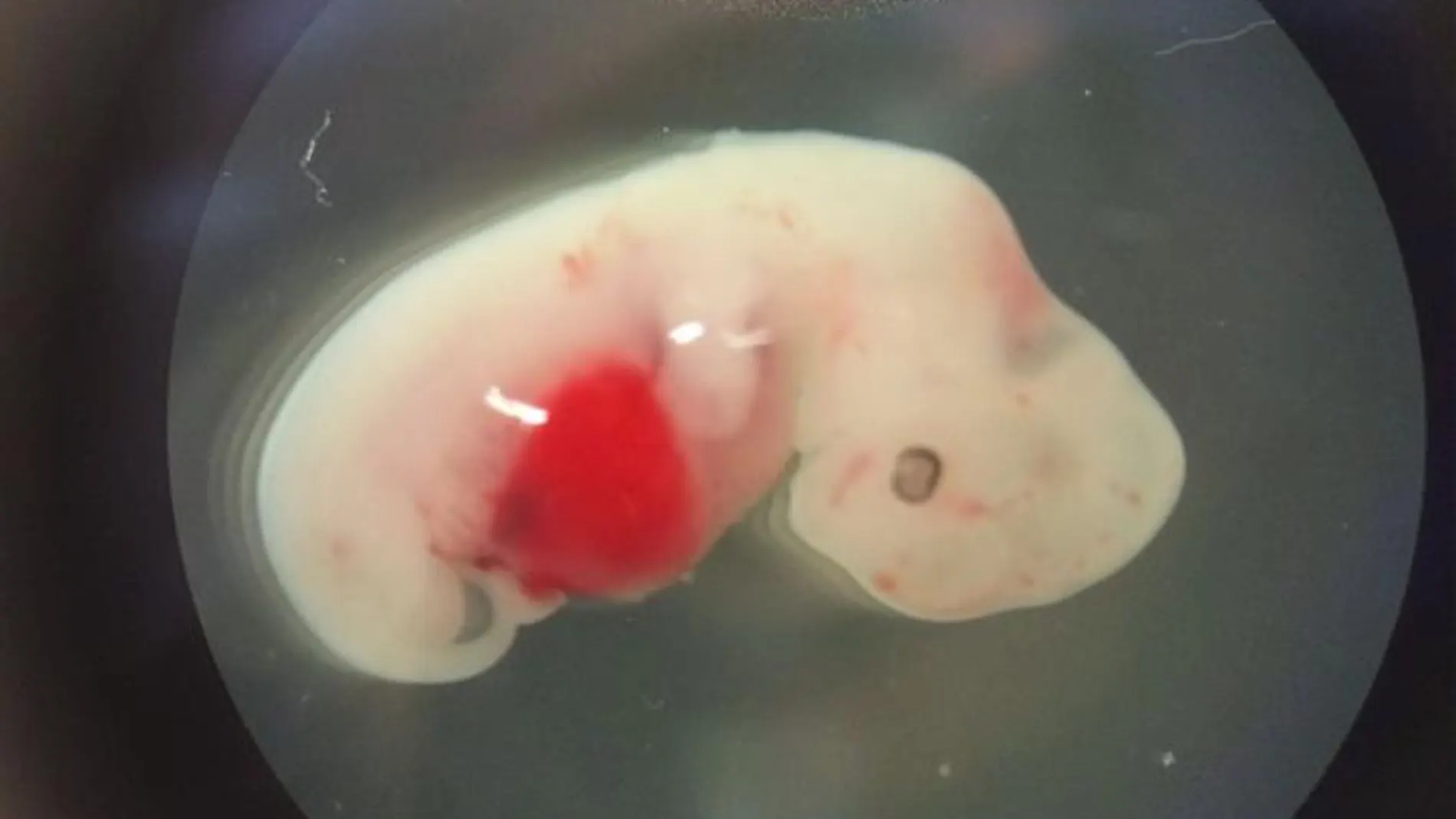 Embrión de híbrido