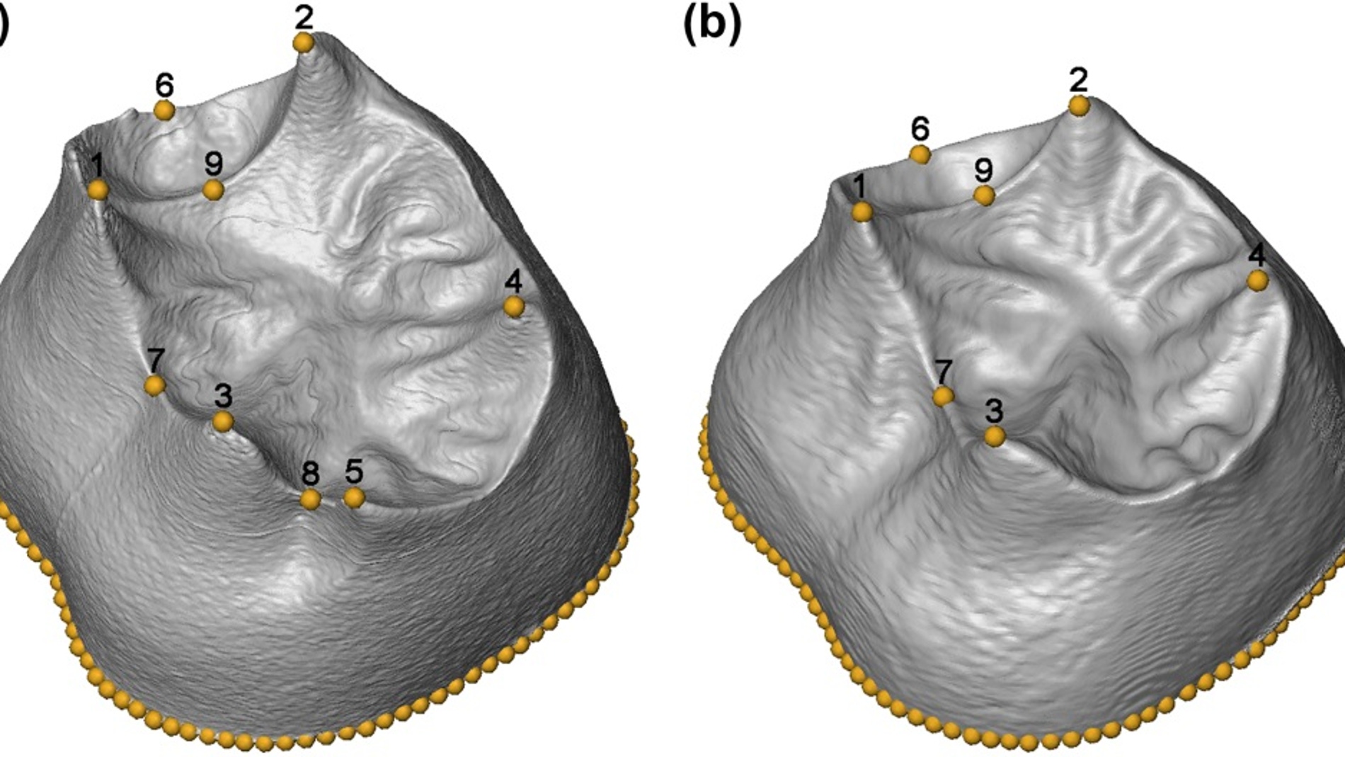 Primer estudio en 3D de las muelas halladas en la Sima de los Huesos