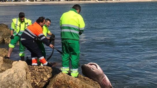 Operarios trasladando el tibur&oacute;n a la orilla de la playa