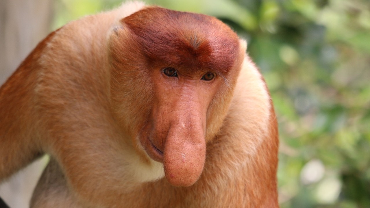 Los monos narigudos con narices más grandes tienen una vida sexual mejor