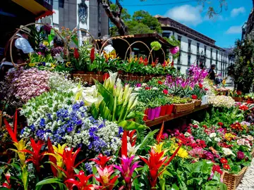 Fiesta de la Flor Fiesta de la Flor