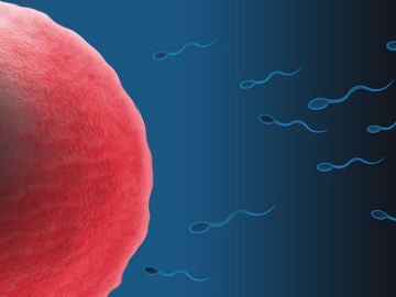 La cola de los espermatozoides juega un papel fundamental para que lleguen hasta el óvulo 