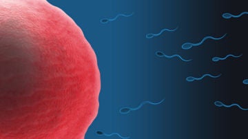 La cola de los espermatozoides juega un papel fundamental para que lleguen hasta el óvulo 