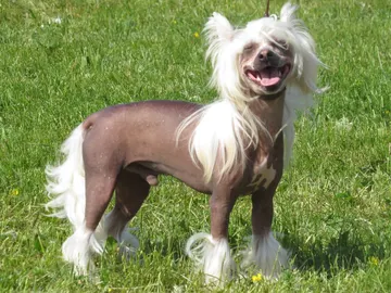 Los crestados chinos son una raza canina seleccionada para perder el pelo Los crestados chinos son una raza canina seleccionada para perder el pelo