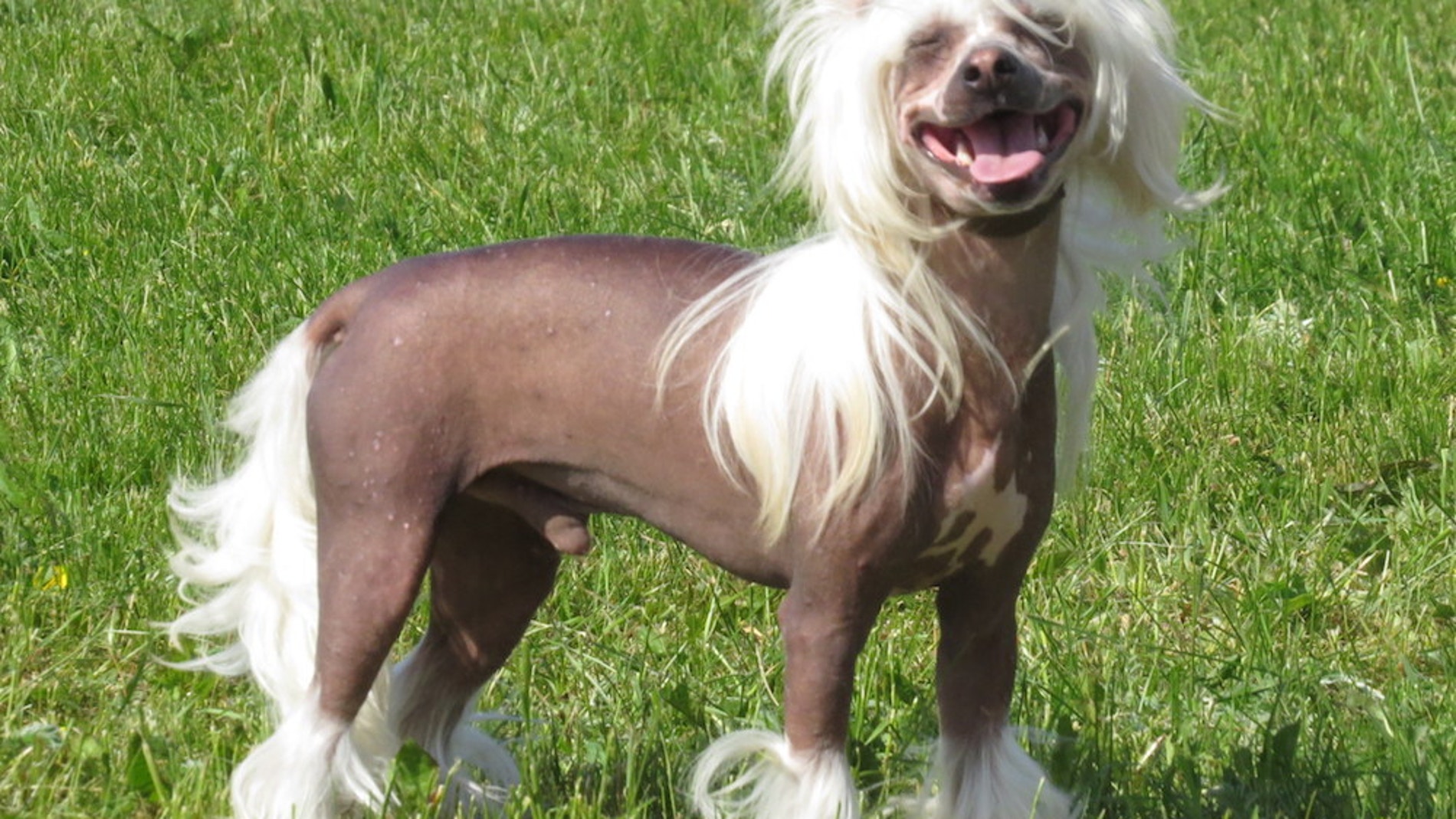 Los crestados chinos son una raza canina seleccionada para perder el pelo