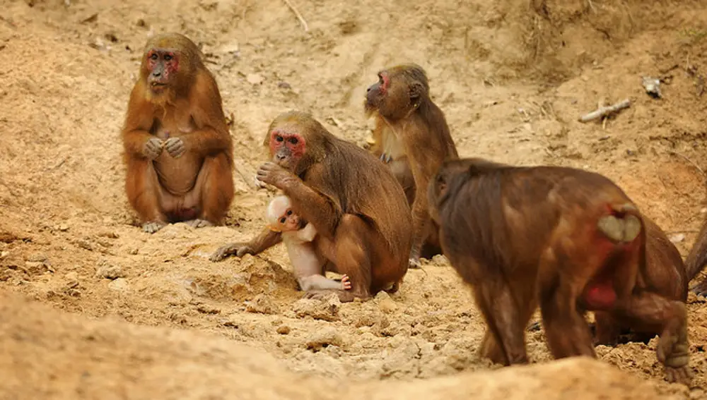 Los macacos rabones (‘Macaca arctoides’) pueden perder el pelo de forma similar a las personas 