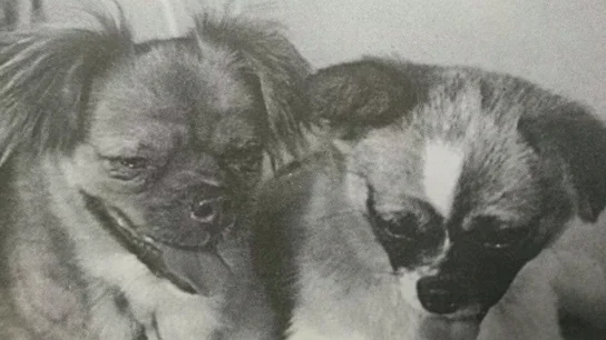 Little Leopard y Shan Shan, los dos perros enviados al espacio por China Little Leopard y Shan Shan, los dos perros enviados al espacio por China