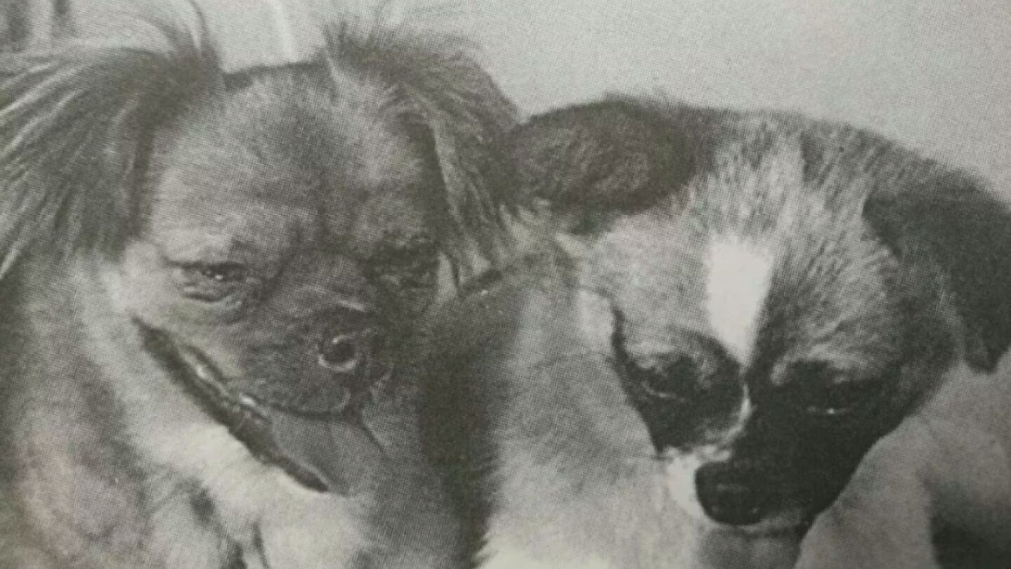 Little Leopard y Shan Shan, los dos perros enviados al espacio por China