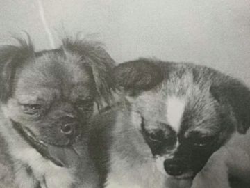 Little Leopard y Shan Shan, los dos perros enviados al espacio por China Little Leopard y Shan Shan, los dos perros enviados al espacio por China