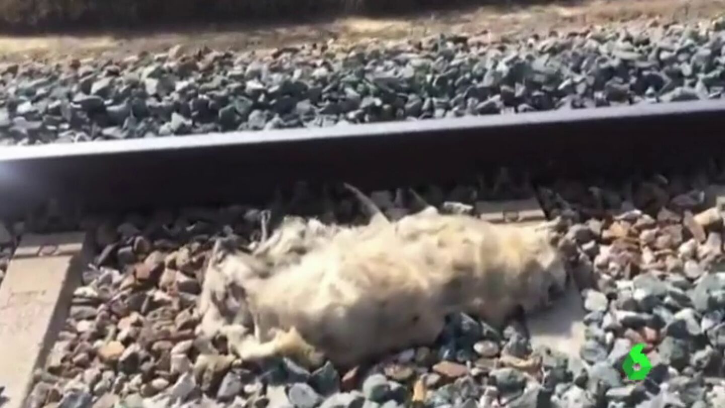 Uno de los perros hallado muerto en las v&iacute;as del tren de Sevilla