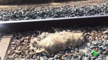 Uno de los perros hallado muerto en las vías del tren de Sevilla