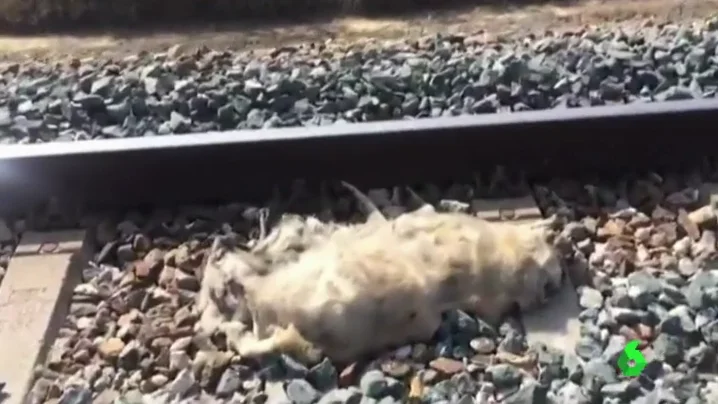 Uno de los perros hallado muerto en las vías del tren de Sevilla