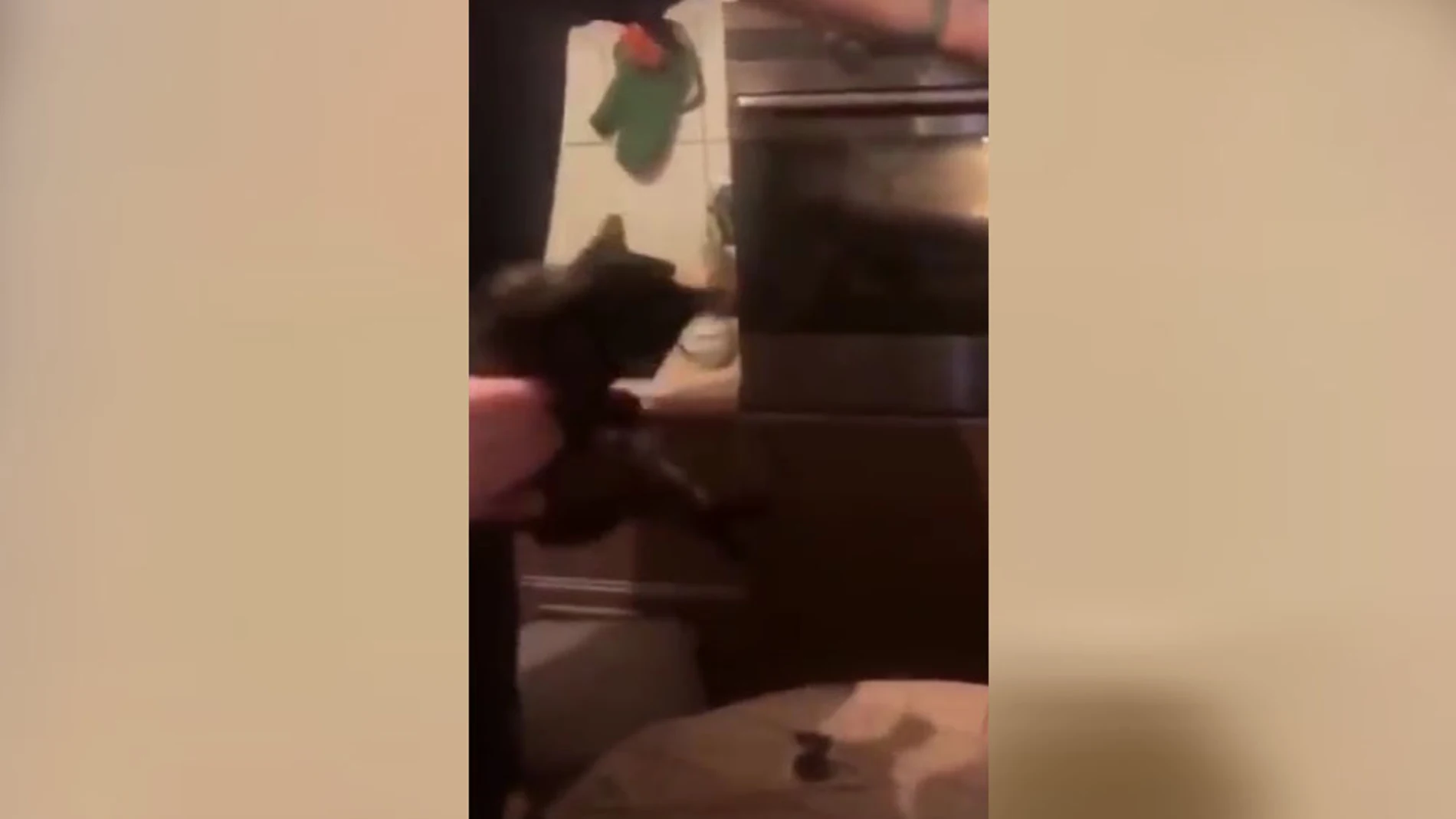 Joven lanzando a un gato dentro de un horno