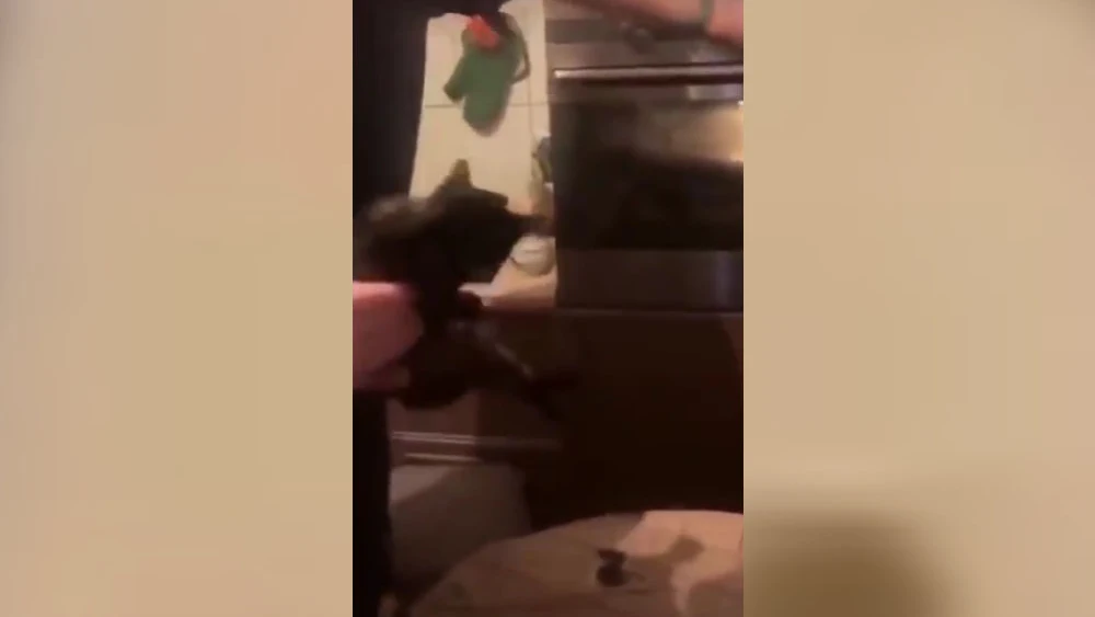 Joven lanzando a un gato dentro de un horno