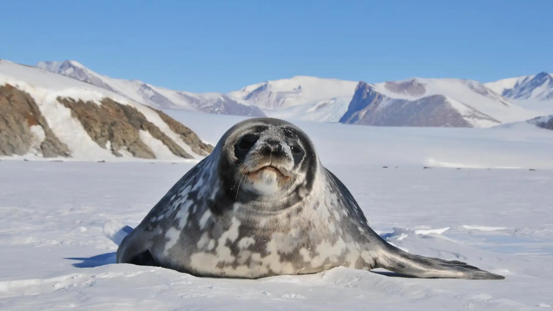 Focas ballenas y aves marinas hacen los mismos viajes por el oceano