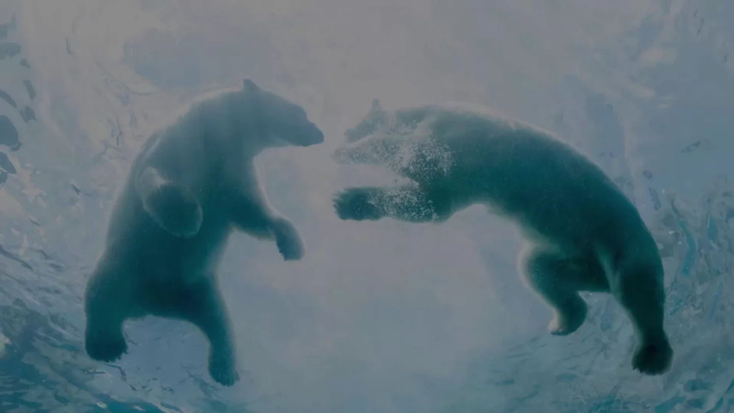 Día Internacional del Oso Polar: ¿por qué nuestros hijos no los conocerán? Día Internacional del Oso Polar: ¿por qué nuestros hijos no los conocerán?